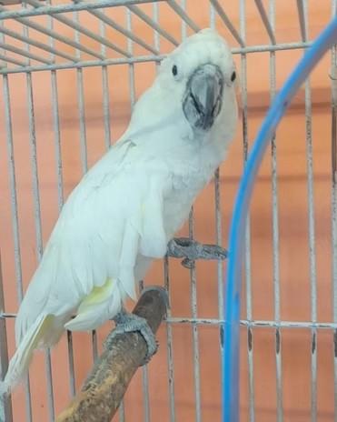 Enlarge Big Boy, a Adoptable Cockatoo in Edgerton, WI image 1/1