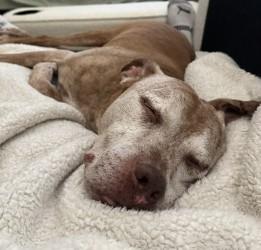 Greedo, Adoptable, Senior Male Pit Bull Terrier & Mixed Breed.