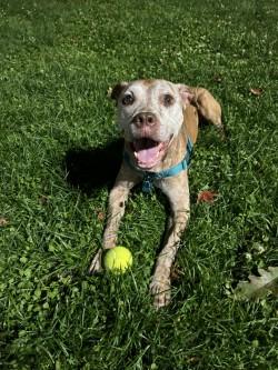 Greedo, Adoptable, Senior Male Pit Bull Terrier & Mixed Breed.