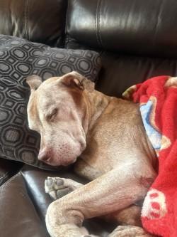 Enlarge Greedo, a Adoptable mixed breed in Chicago, IL image 1/3