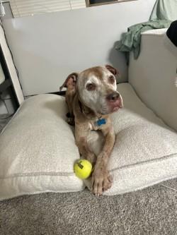 Enlarge Greedo, a Adoptable mixed breed in Chicago, IL image 2/3