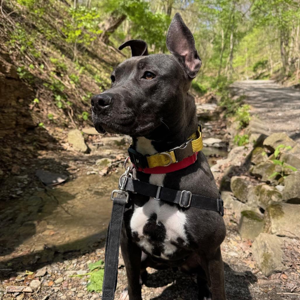 Enlarge Witch Hazel, a Adoptable Mixed Breed in Pittsburgh, PA image 1/6