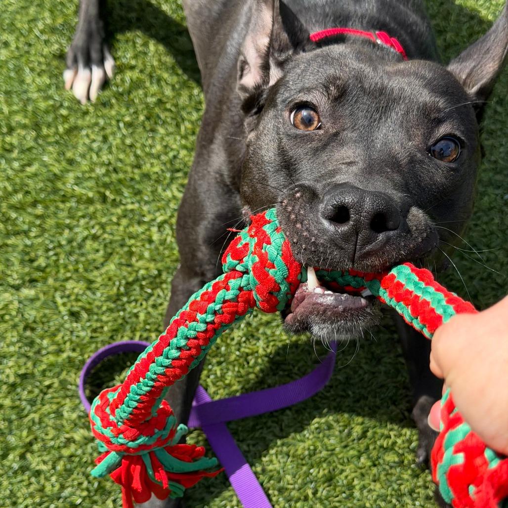 Enlarge Witch Hazel, a Adoptable Mixed Breed in Pittsburgh, PA image 1/6