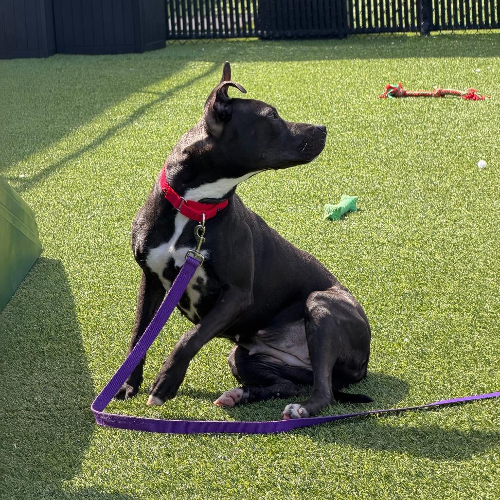 Enlarge Witch Hazel, a Adoptable Mixed Breed in Pittsburgh, PA image 2/6