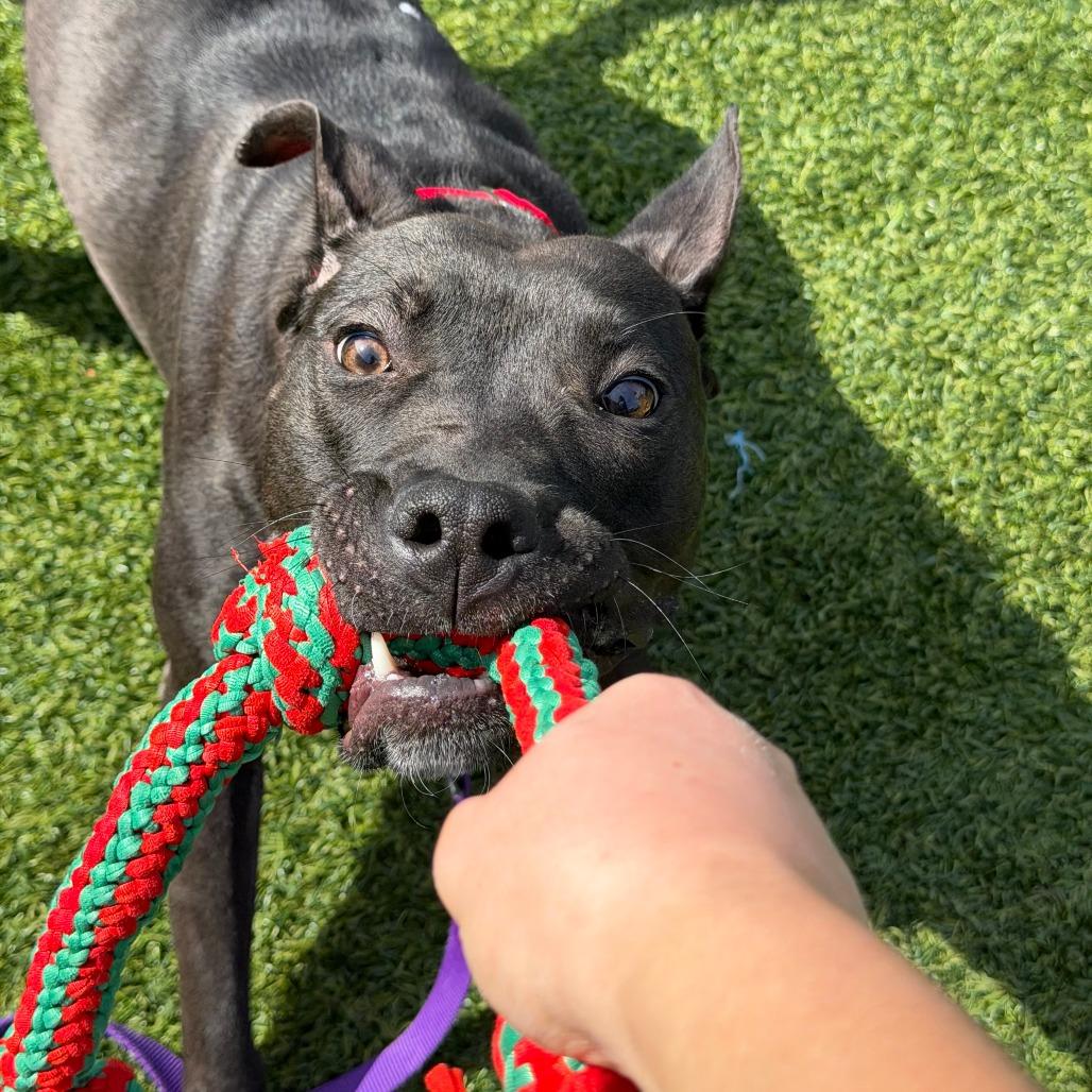 Enlarge Witch Hazel, a Adoptable Mixed Breed in Pittsburgh, PA image 5/6