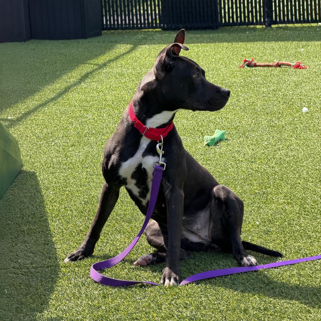 Enlarge Witch Hazel, a Adoptable Mixed Breed in Pittsburgh, PA image 3/6