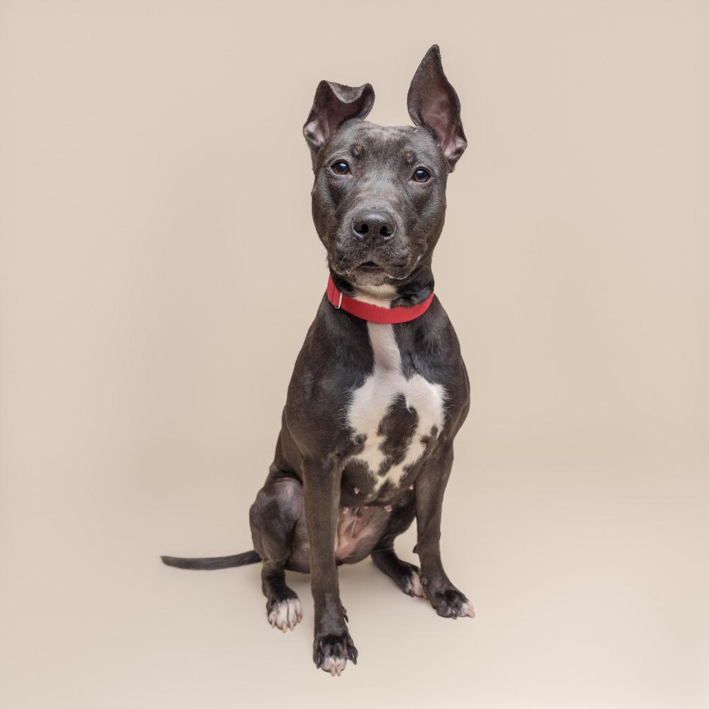 Enlarge Witch Hazel, a Adoptable Mixed Breed in Pittsburgh, PA image 4/6