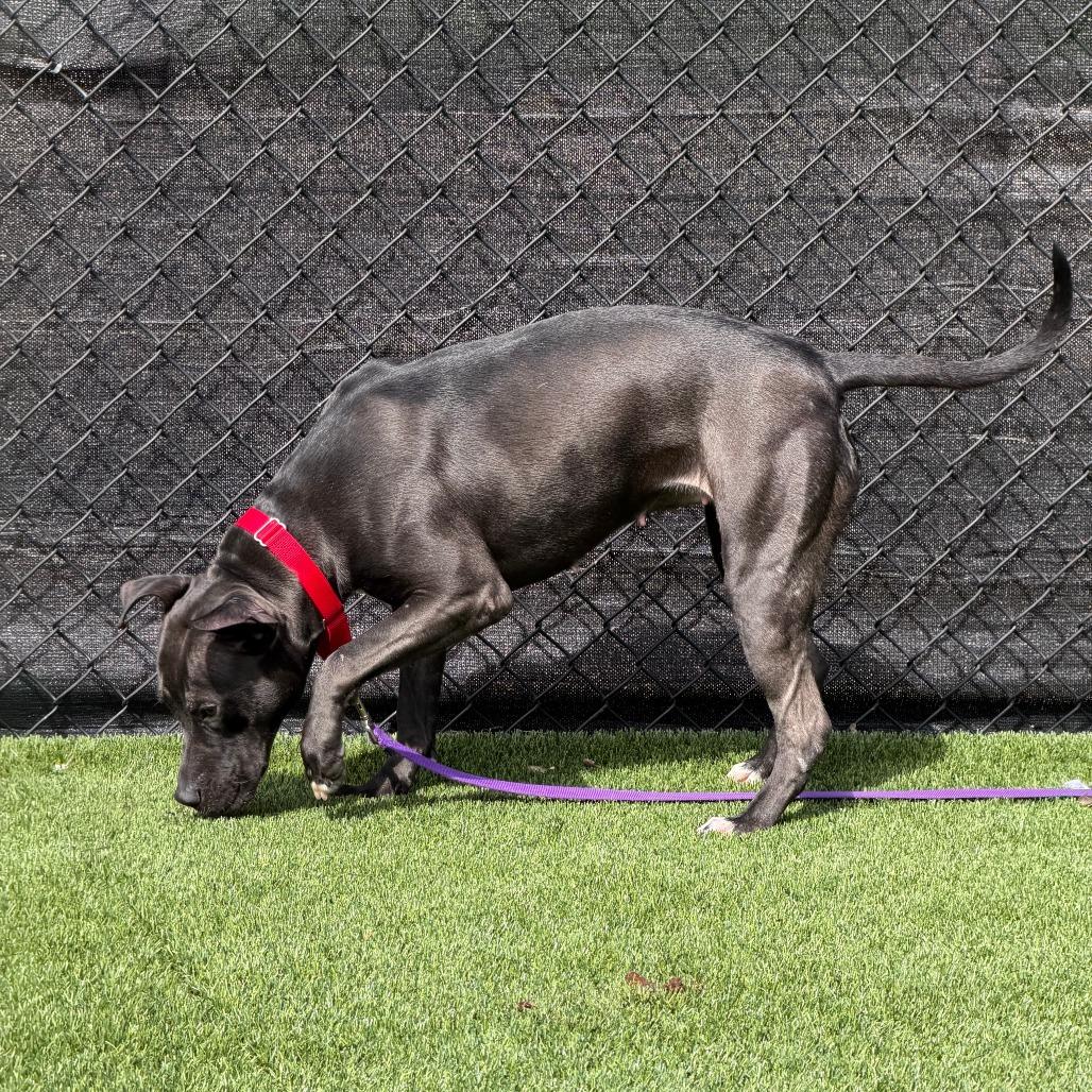 Enlarge Witch Hazel, a Adoptable Mixed Breed in Pittsburgh, PA image 5/6