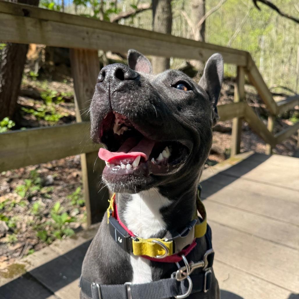Enlarge Witch Hazel, a Adoptable Mixed Breed in Pittsburgh, PA image 6/6