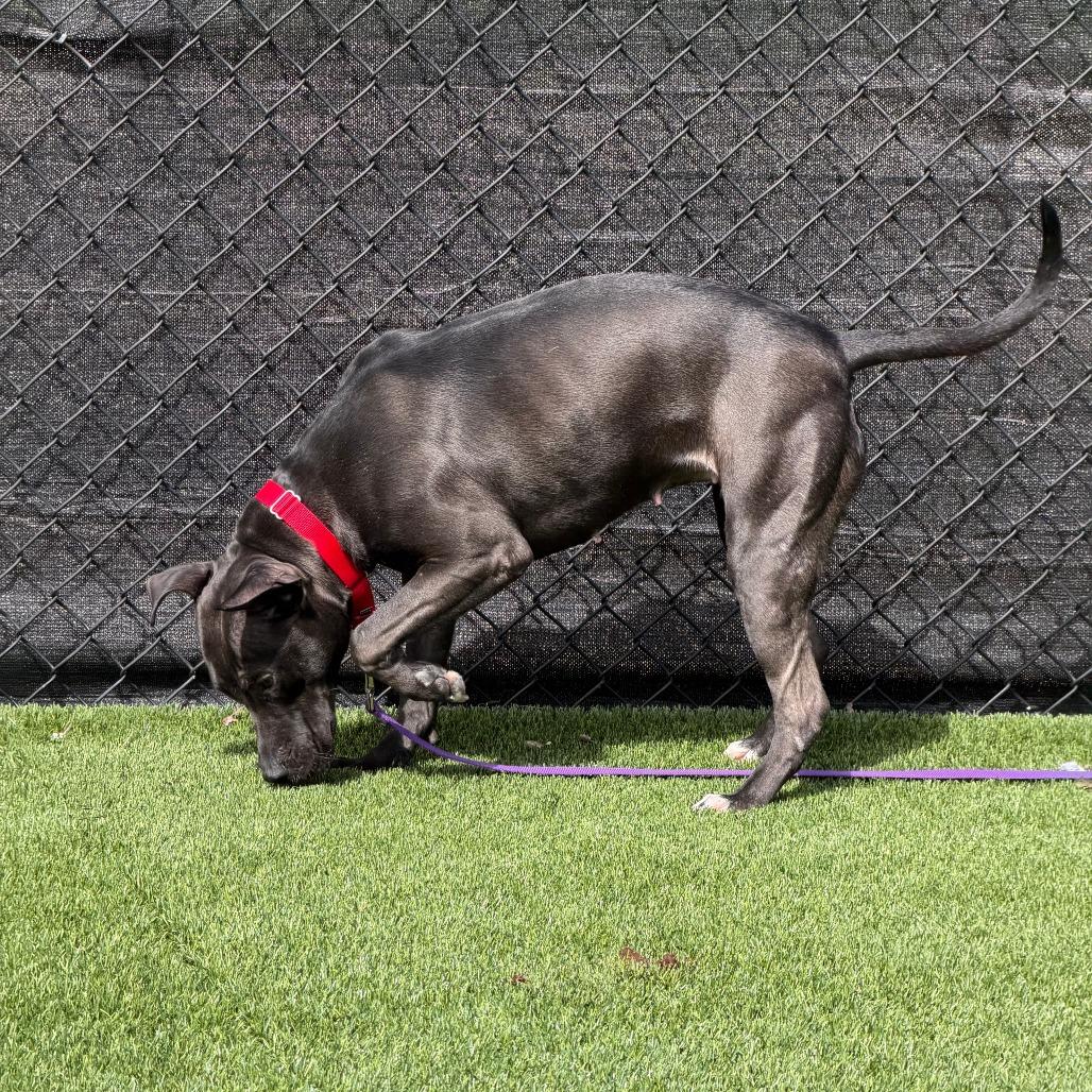 Enlarge Witch Hazel, a Adoptable Mixed Breed in Pittsburgh, PA image 6/6