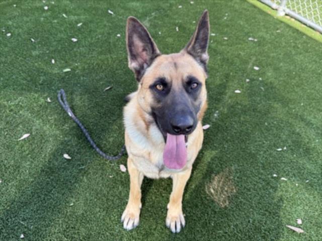 ROCKY, Adoptable, Young Male German Shepherd Dog.