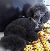 Enlarge Pepper Kate , an adopted Poodle (Toy) in POTOMAC, MD image 2/5