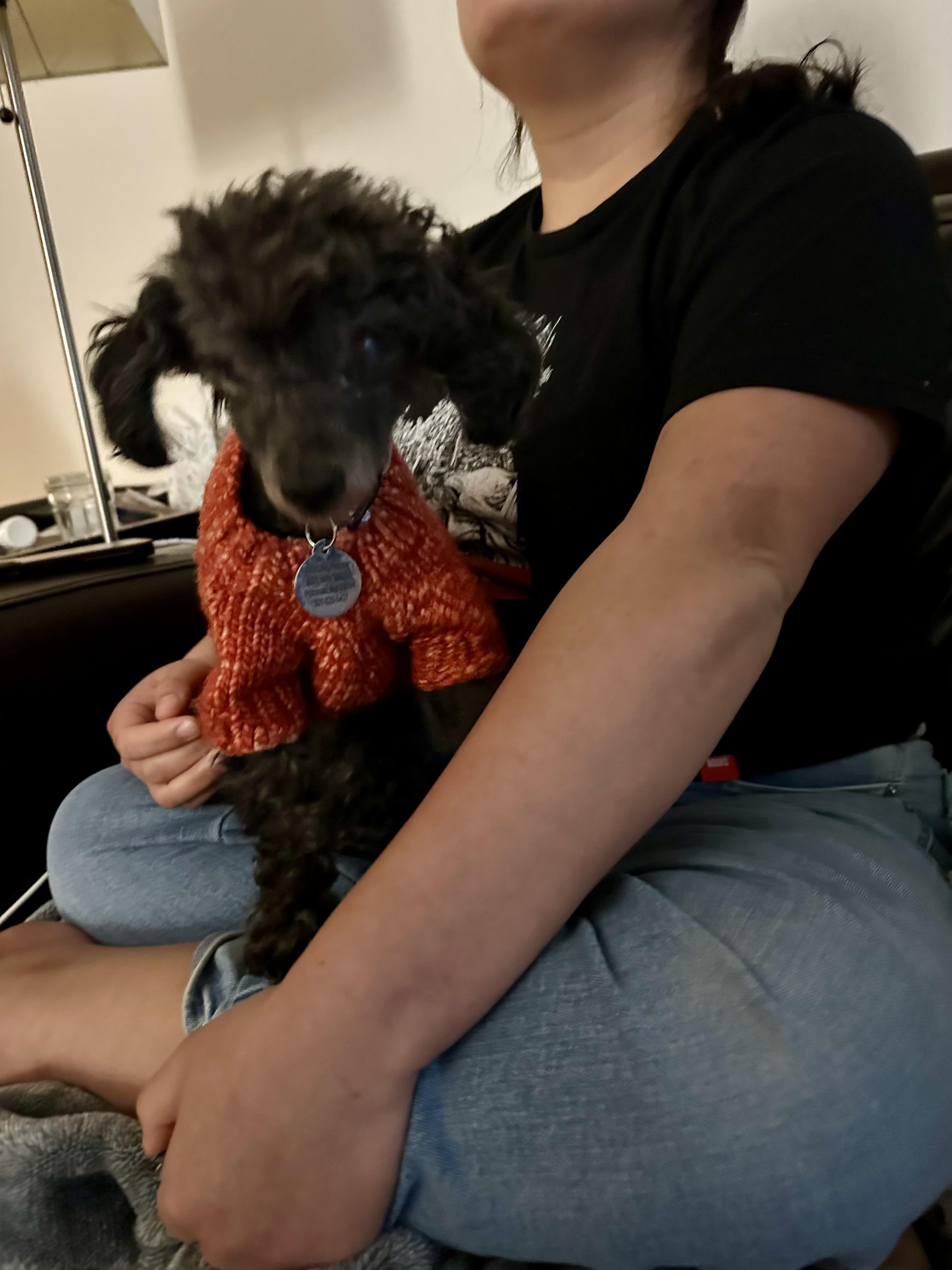 Enlarge Pepper Kate , an adopted Poodle (Toy) in POTOMAC, MD image 4/5