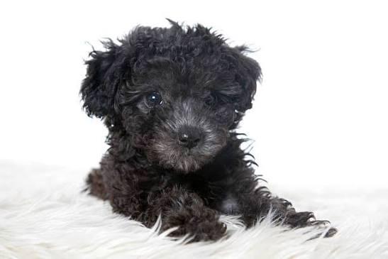 Pepper Kate , ADOPTABLE, Senior Female Poodle (Toy).