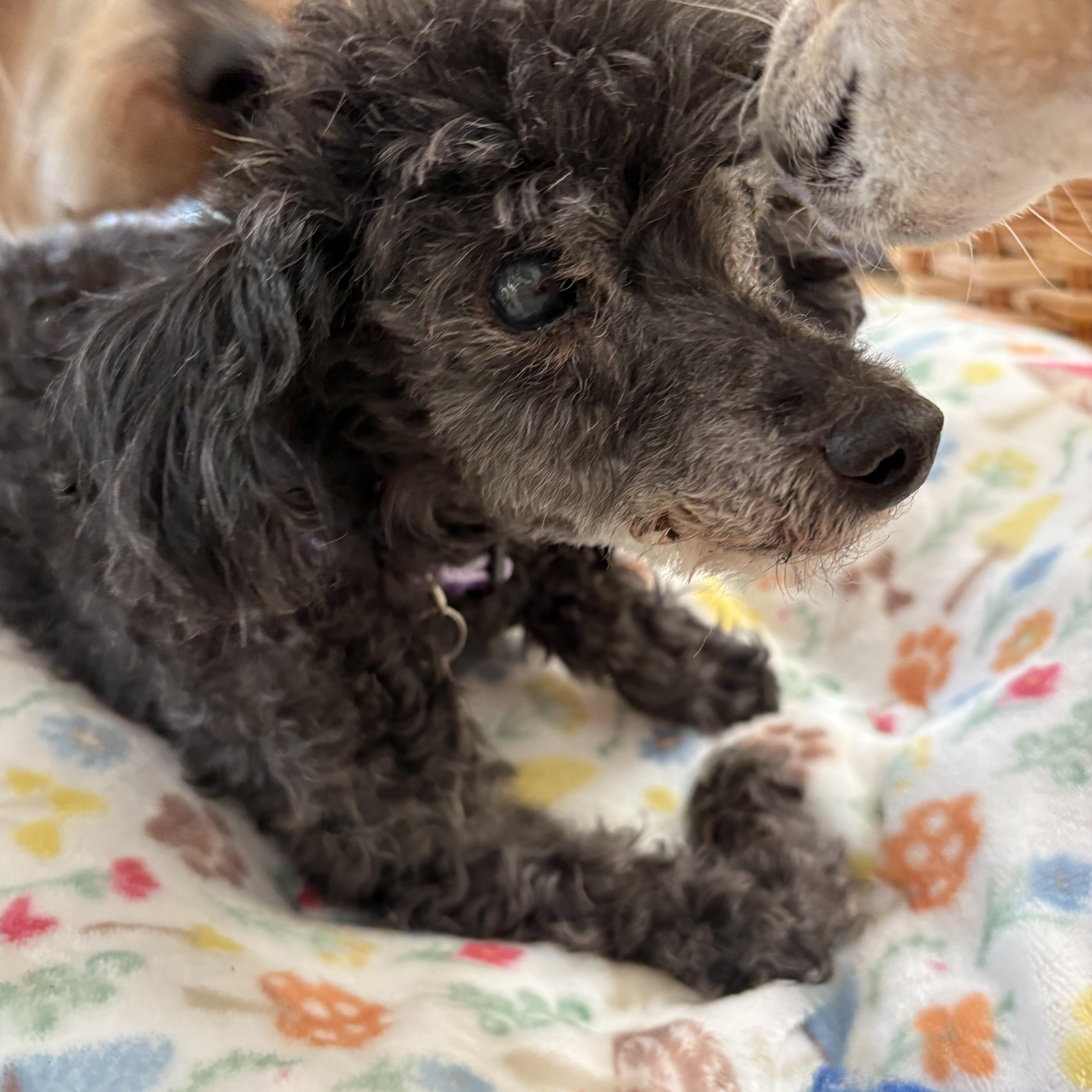 Enlarge Pepper Kate , an adopted Poodle (Toy) in POTOMAC, MD image 3/5