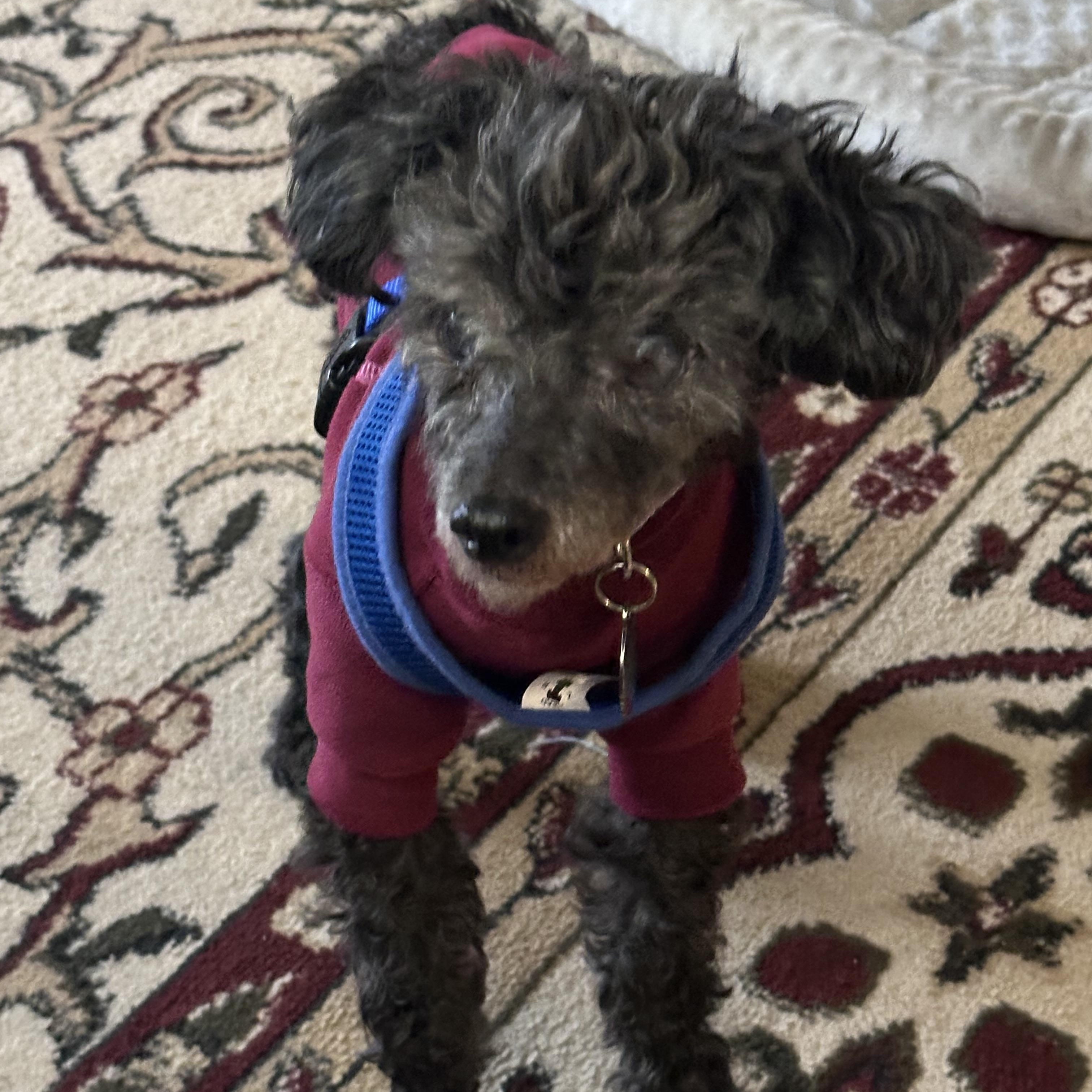 Enlarge Pepper Kate , an adopted Poodle (Toy) in POTOMAC, MD image 5/5