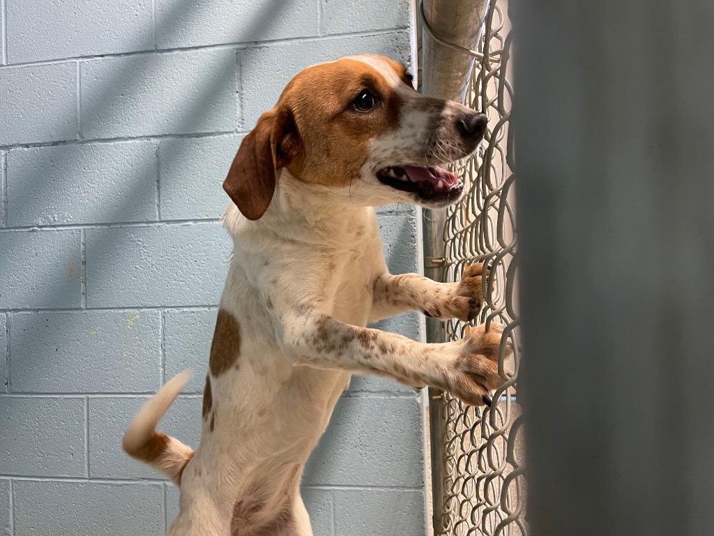 Chicken, Adoptable, Adult Female Hound & Mixed Breed.