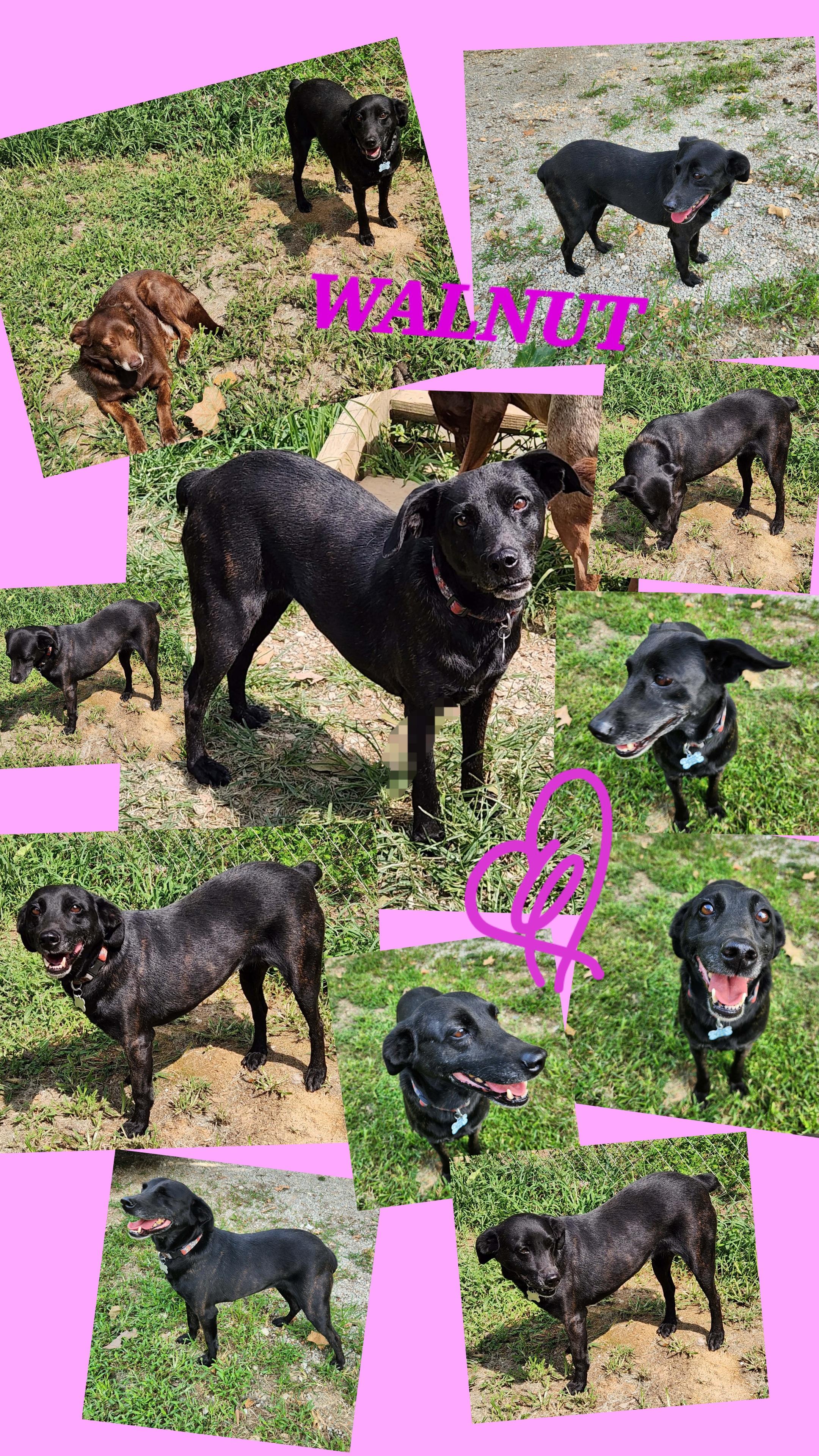 Enlarge PECAN & WALNUT (BONDED PAIR), a ADOPTABLE mixed breed in Jackson, TN image 3/4