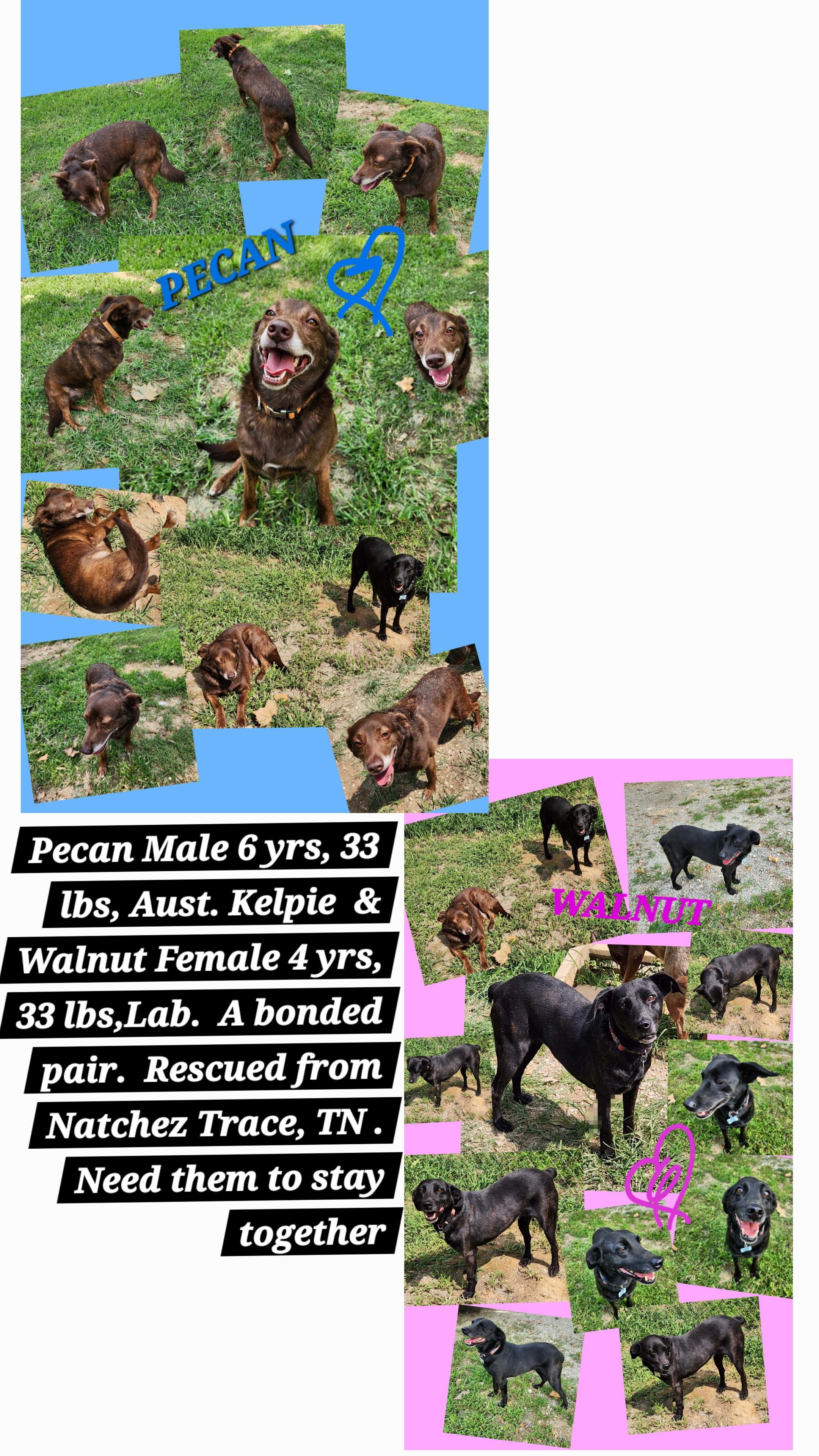PECAN & WALNUT (BONDED PAIR), ADOPTABLE, Adult Male Australian Kelpie & Labrador Retriever.