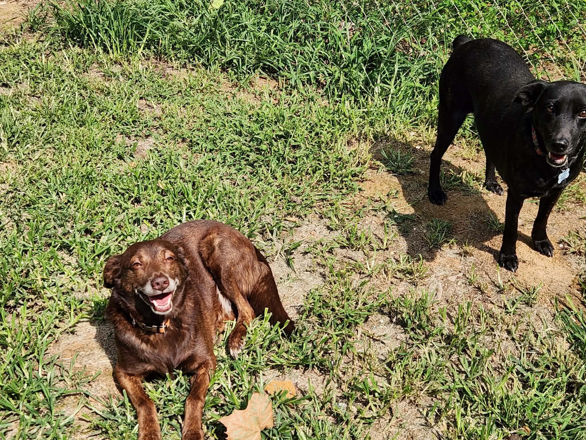 Enlarge PECAN & WALNUT (BONDED PAIR), a ADOPTABLE mixed breed in Jackson, TN image 4/4