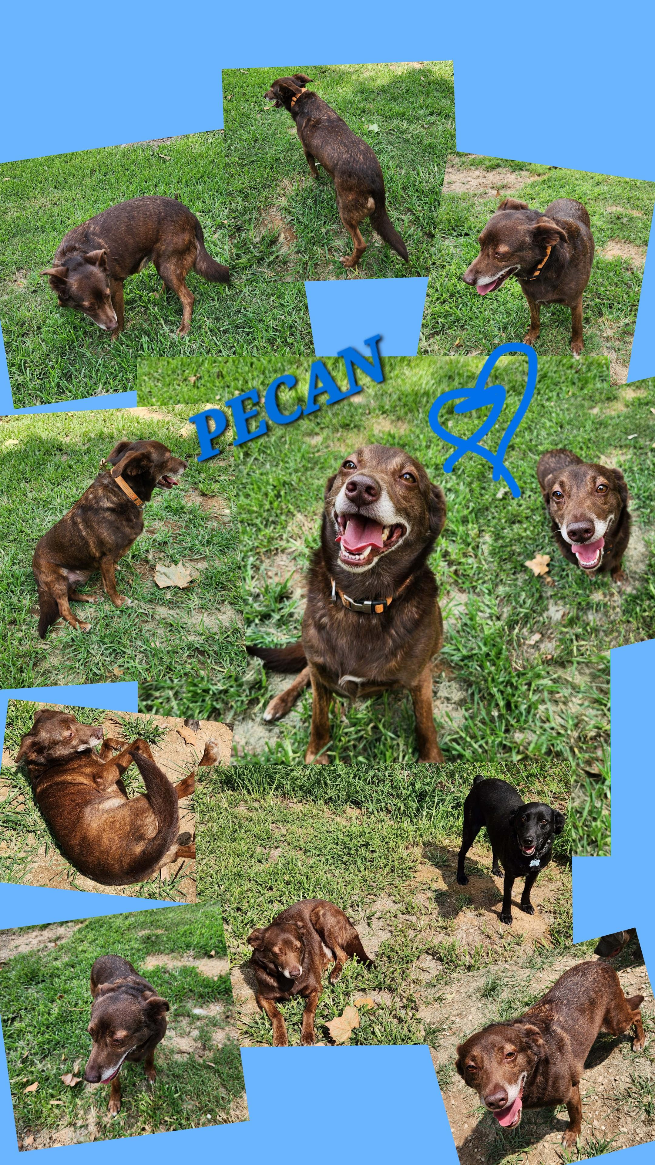 Enlarge PECAN & WALNUT (BONDED PAIR), a ADOPTABLE mixed breed in Jackson, TN image 2/4