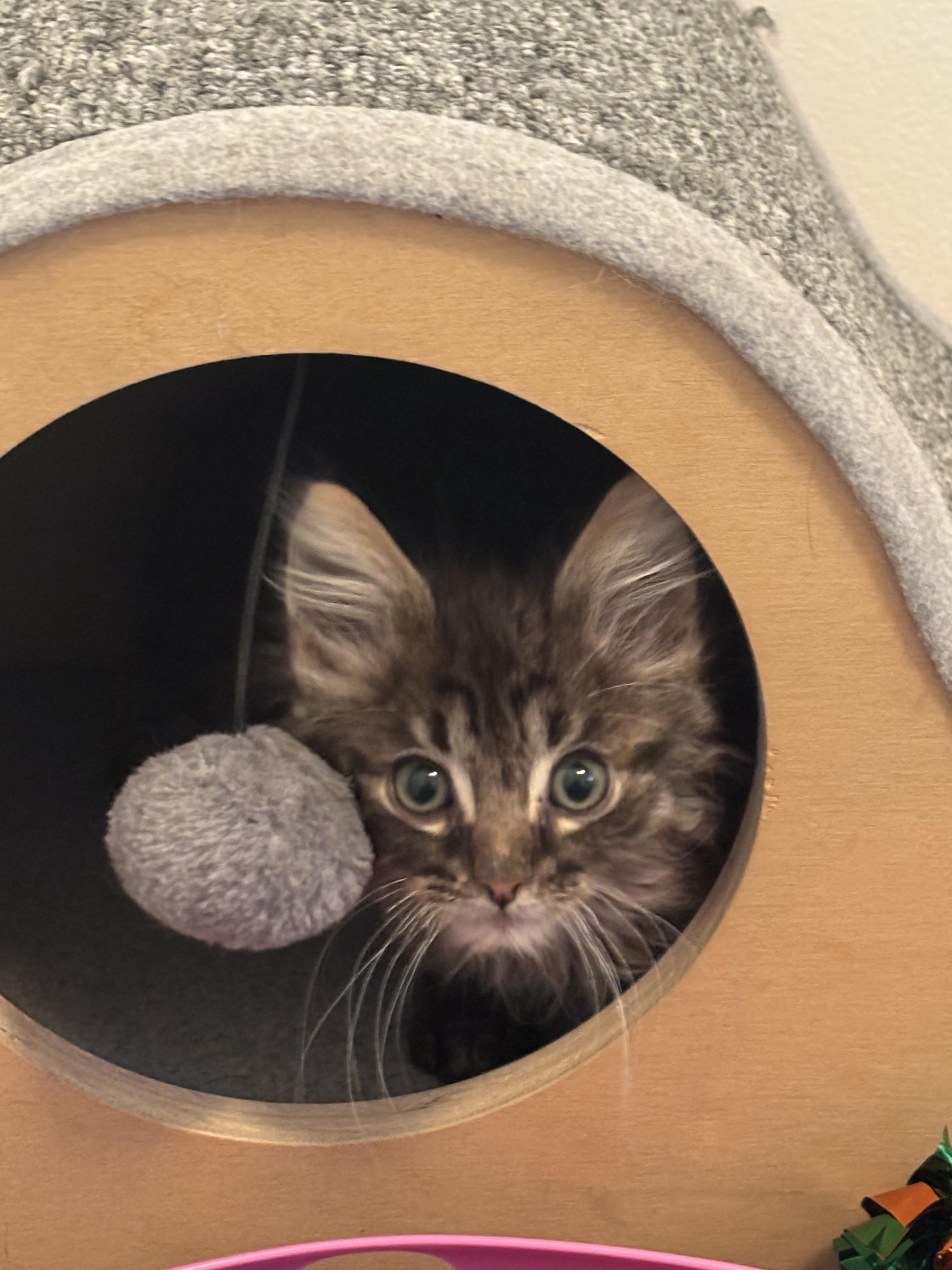 Royal, Young Male Domestic Long Hair