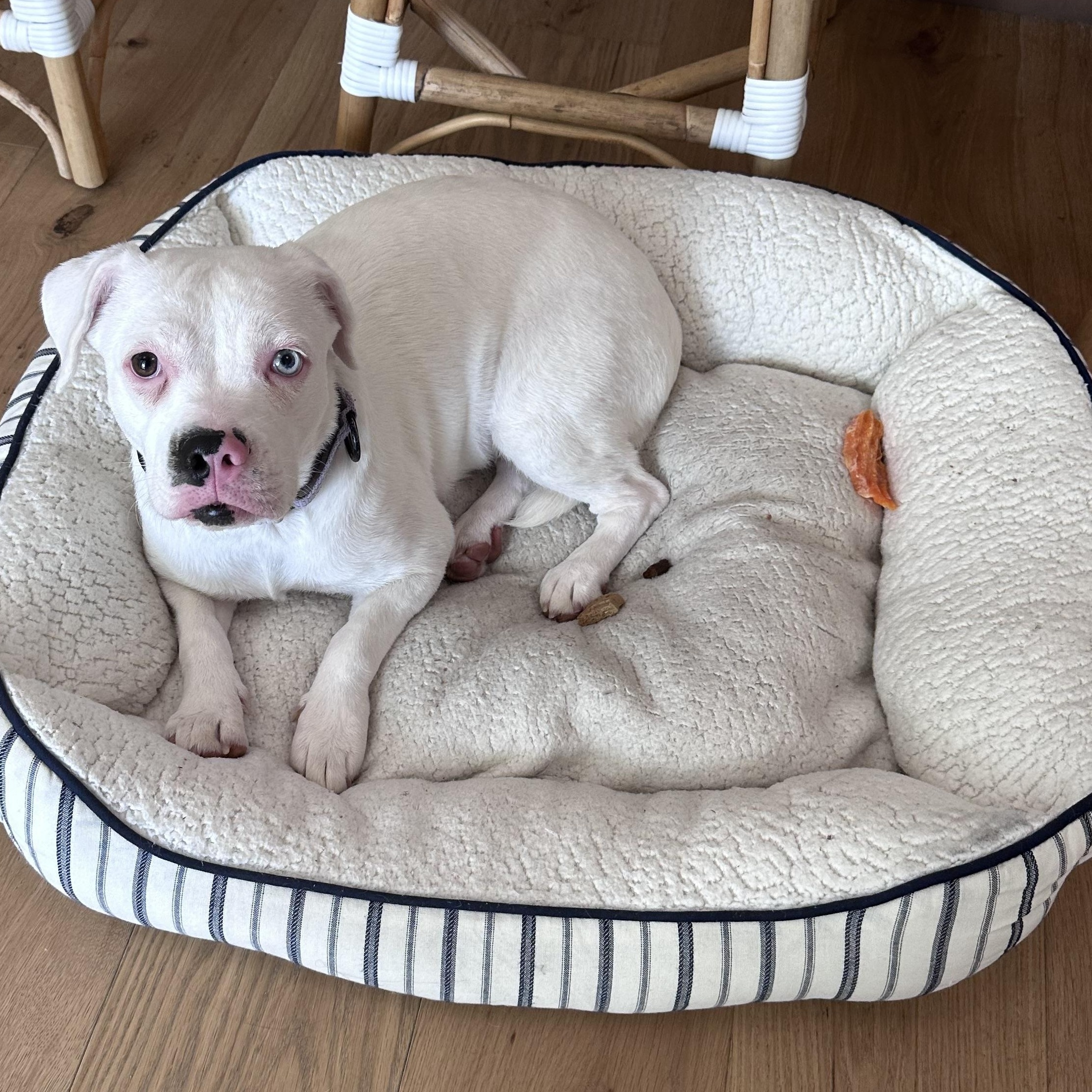 Enlarge Janey, a ADOPTABLE mixed breed in Chandler, AZ image 2/3