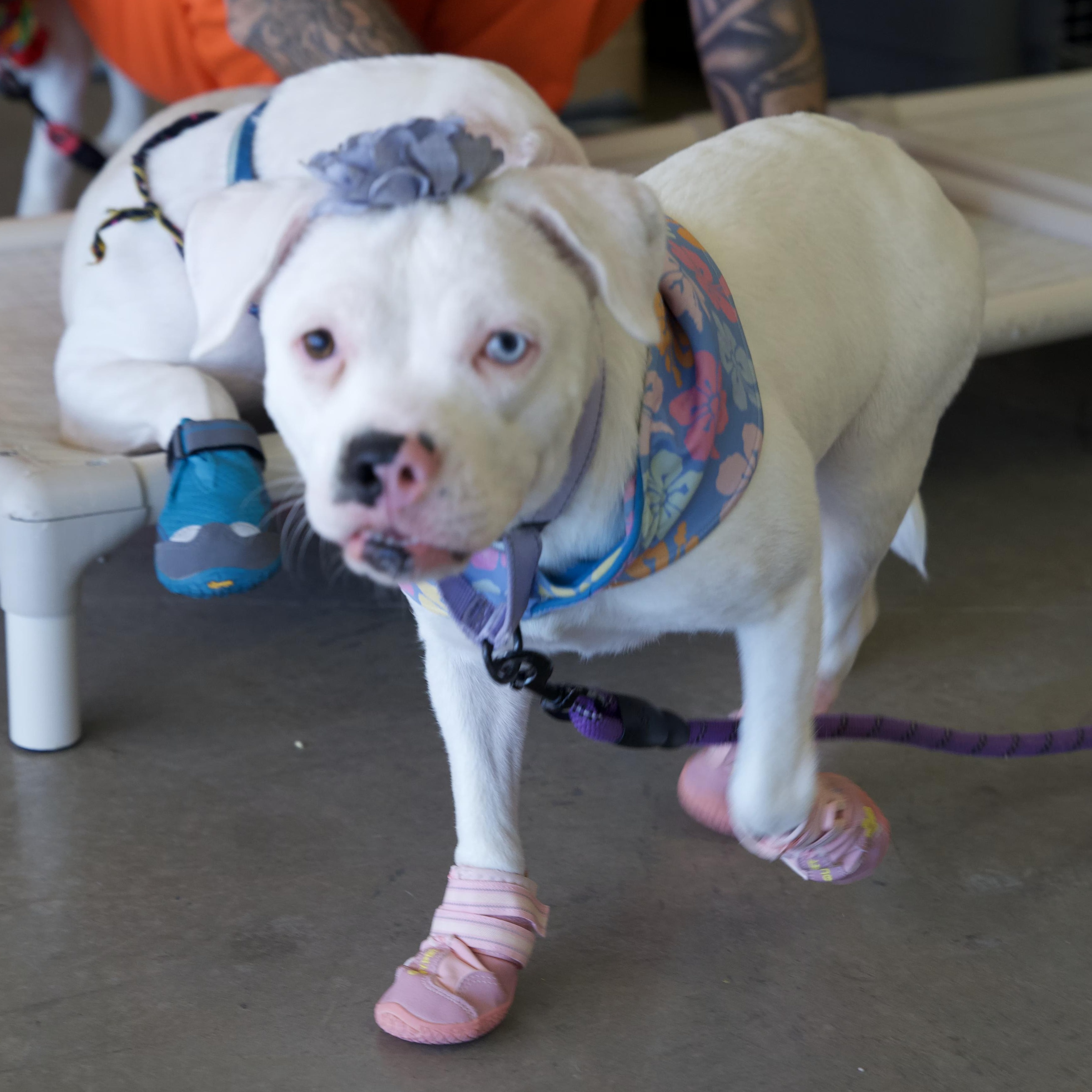 Enlarge Janey, a ADOPTABLE mixed breed in Chandler, AZ image 3/3