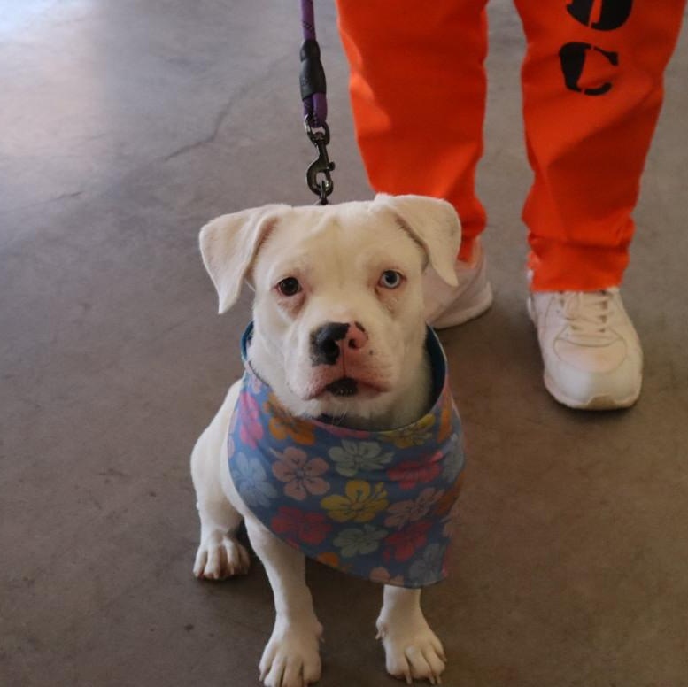 Janey, ADOPTABLE, Young Female American Bulldog & Pit Bull Terrier.