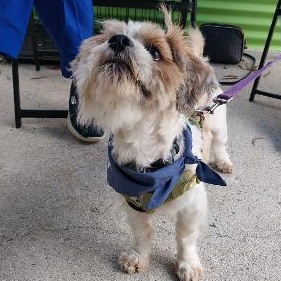 Enlarge Marvin, a Adoptable mixed breed in Richmond, VA image 2/2