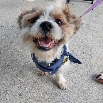 Marvin, Adoptable, Young Male Shih Tzu.
