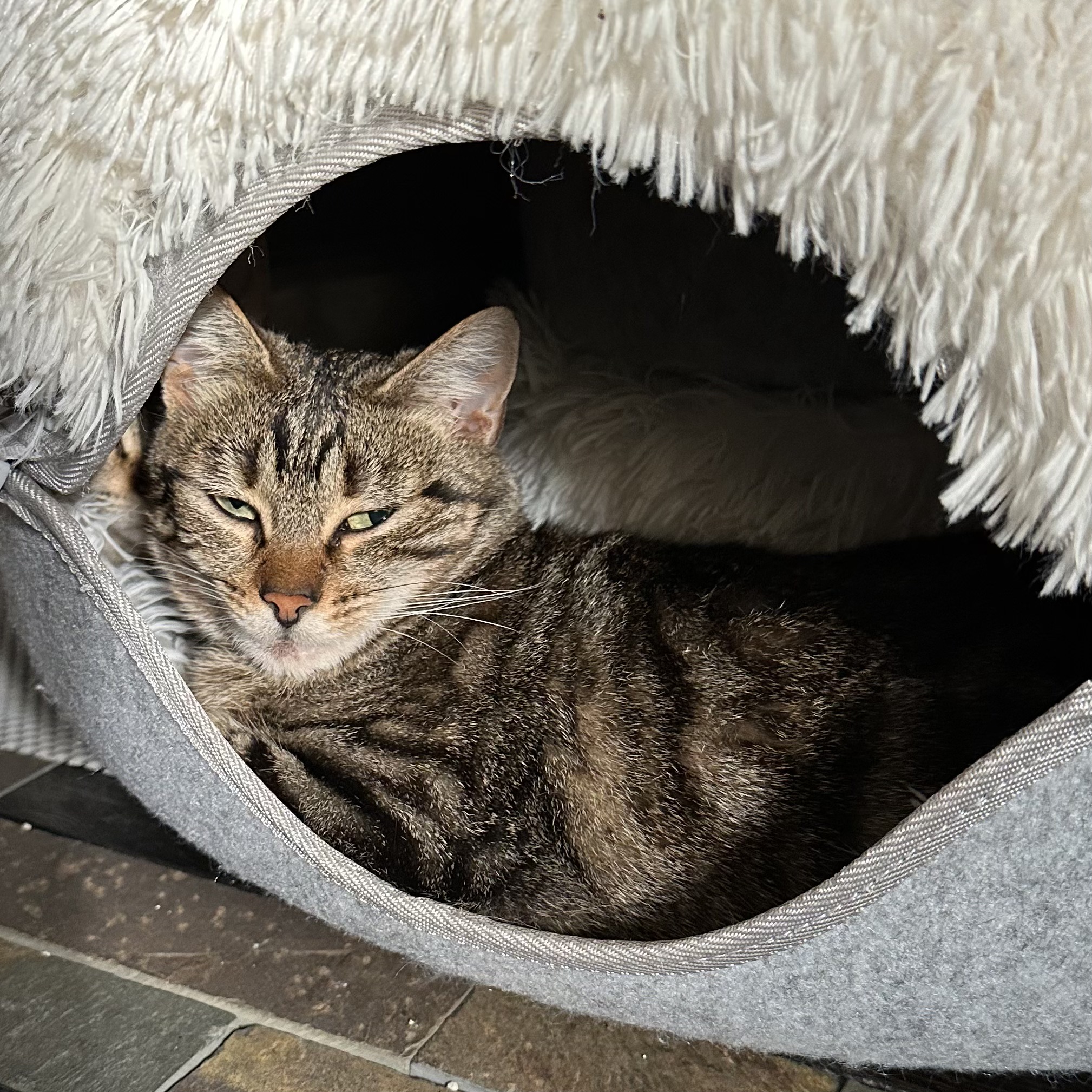 Dew Drop & Sprinkle *BONDED PAIR*, a Adoptable Domestic Short Hair in Puyallup, WA image 4/6