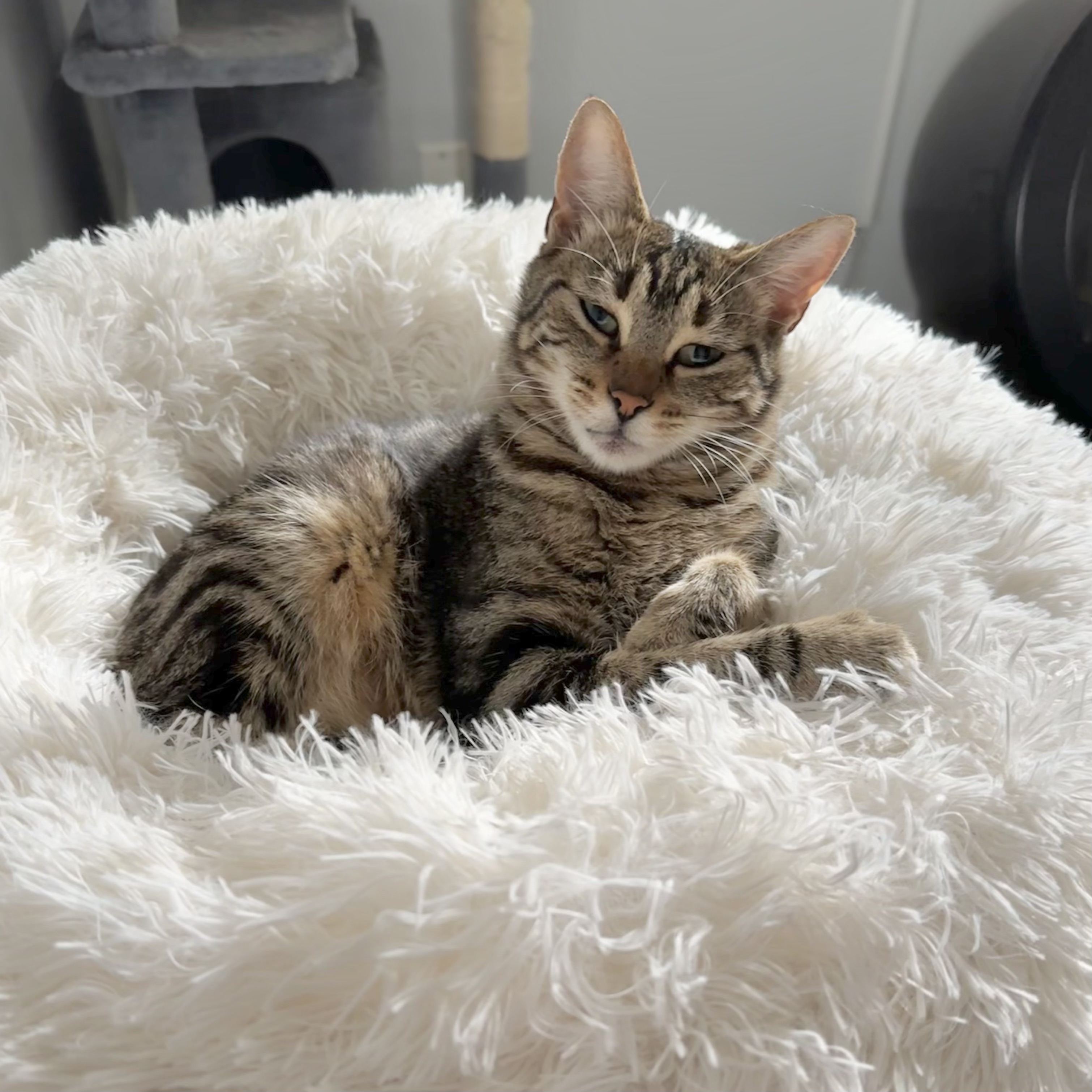 Dew Drop & Sprinkle *BONDED PAIR*, a Adoptable Domestic Short Hair in Puyallup, WA image 1/6