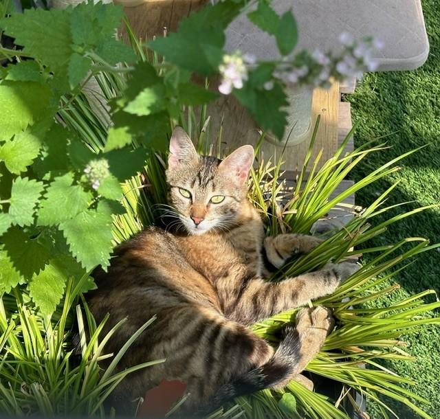 Dew Drop & Sprinkle *BONDED PAIR*, a Adoptable Domestic Short Hair in Puyallup, WA image 3/6