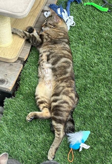 Dew Drop & Sprinkle *BONDED PAIR*, a Adoptable Domestic Short Hair in Puyallup, WA image 5/6