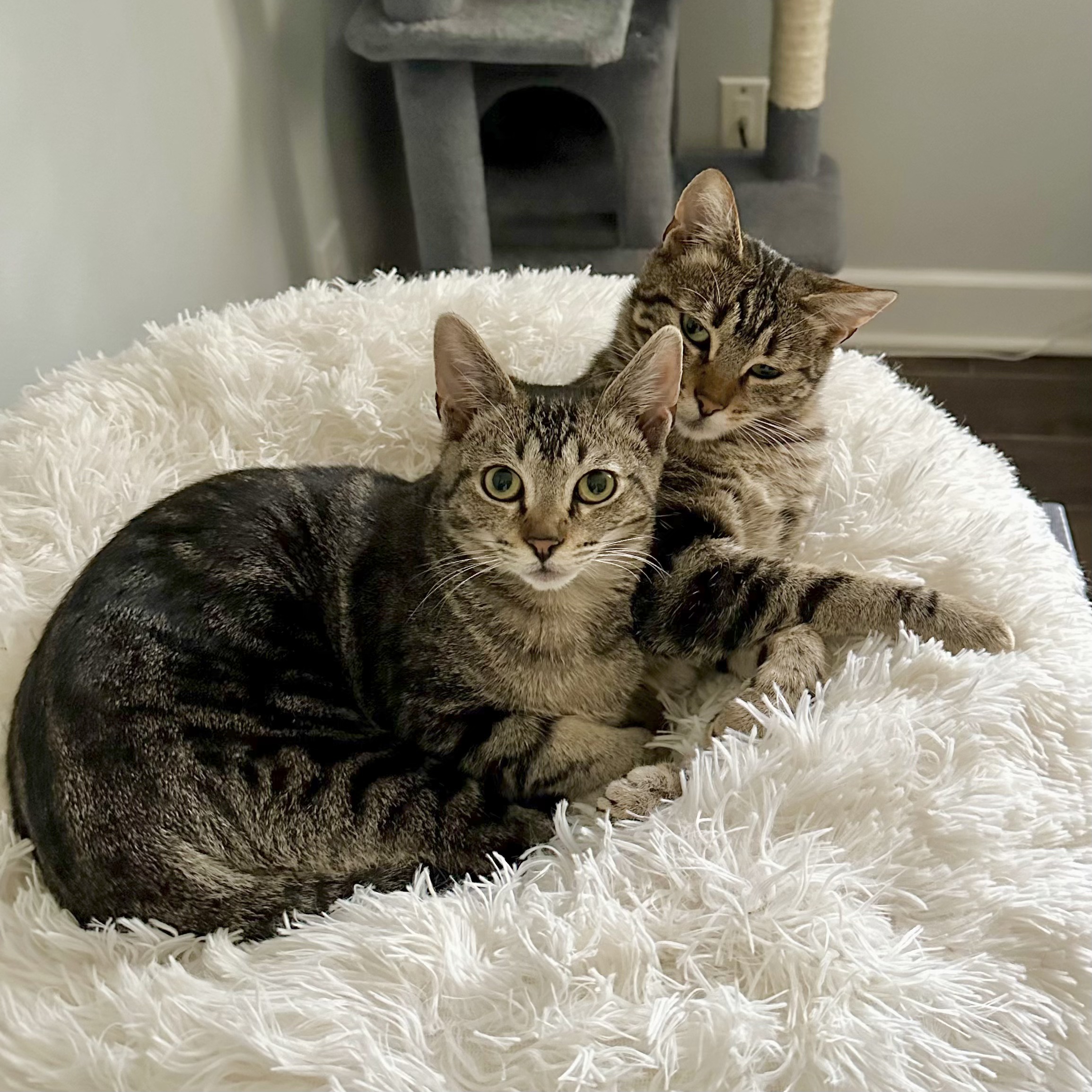 Dew Drop & Sprinkle *BONDED PAIR*, a Adoptable Domestic Short Hair in Puyallup, WA image 2/6