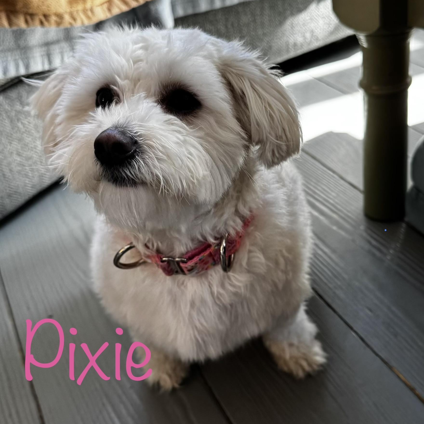 Pixie-Adoption Pending!, ADOPTABLE, Young Female Poodle & Maltipoo.