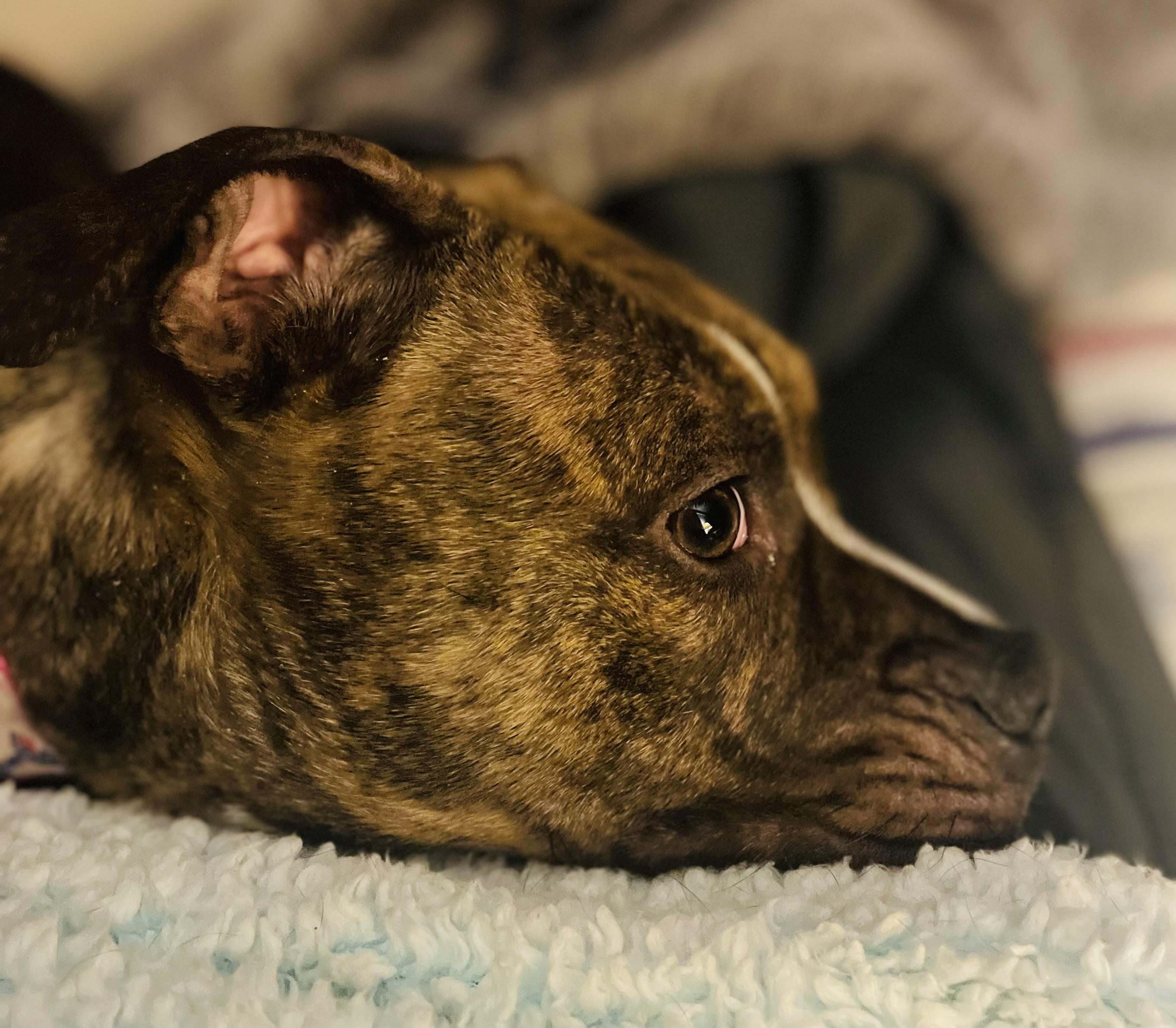 Enlarge Luna, a Adoptable mixed breed in Bar Harbor, ME image 2/5