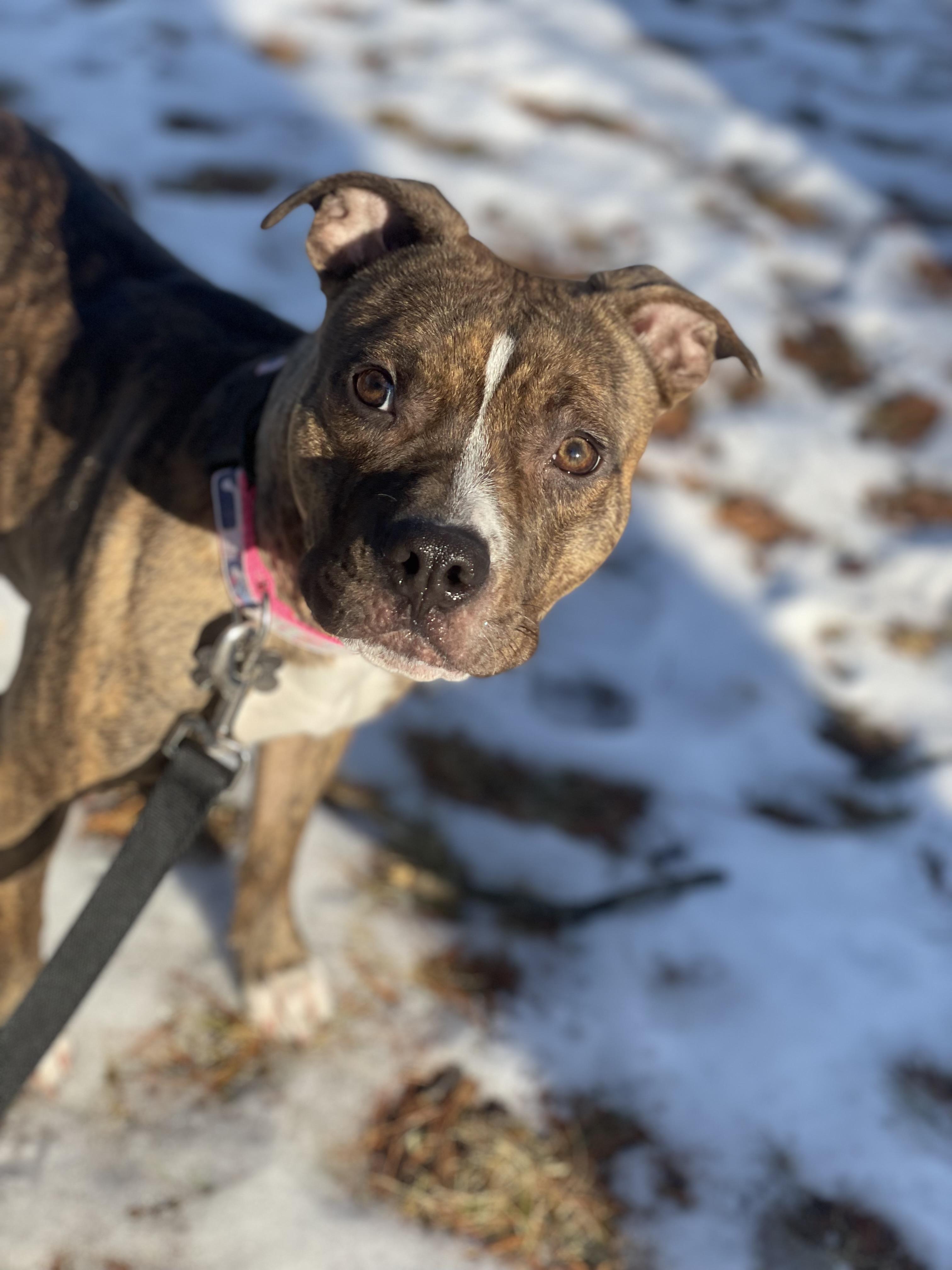 Luna, Adoptable, Young Female American Staffordshire Terrier.
