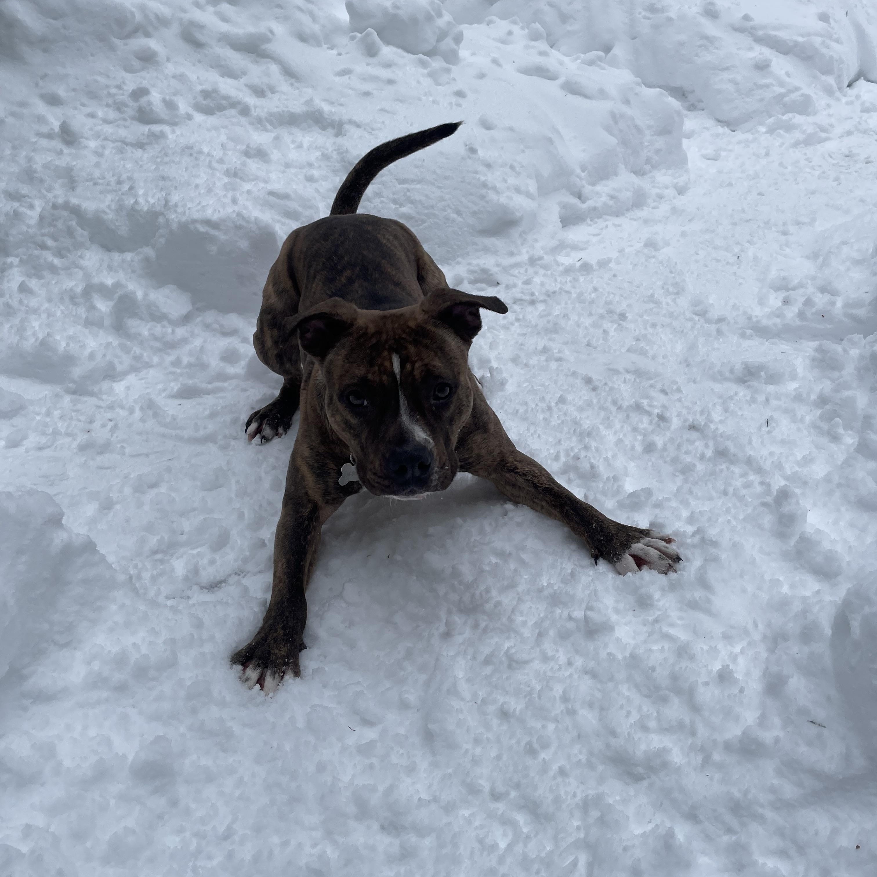 Enlarge Luna, a Adoptable mixed breed in Bar Harbor, ME image 5/5