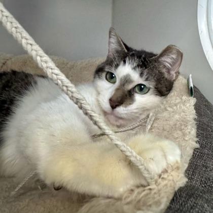 Dahlia, a ADOPTABLE Domestic Short Hair in Traverse City, MI image 3/3