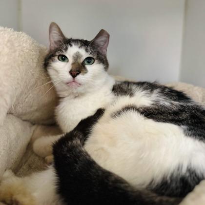 Dahlia, a ADOPTABLE Domestic Short Hair in Traverse City, MI image 2/3