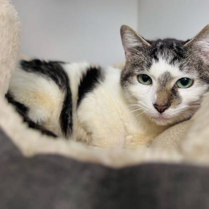 Dahlia, a ADOPTABLE Domestic Short Hair in Traverse City, MI image 1/3