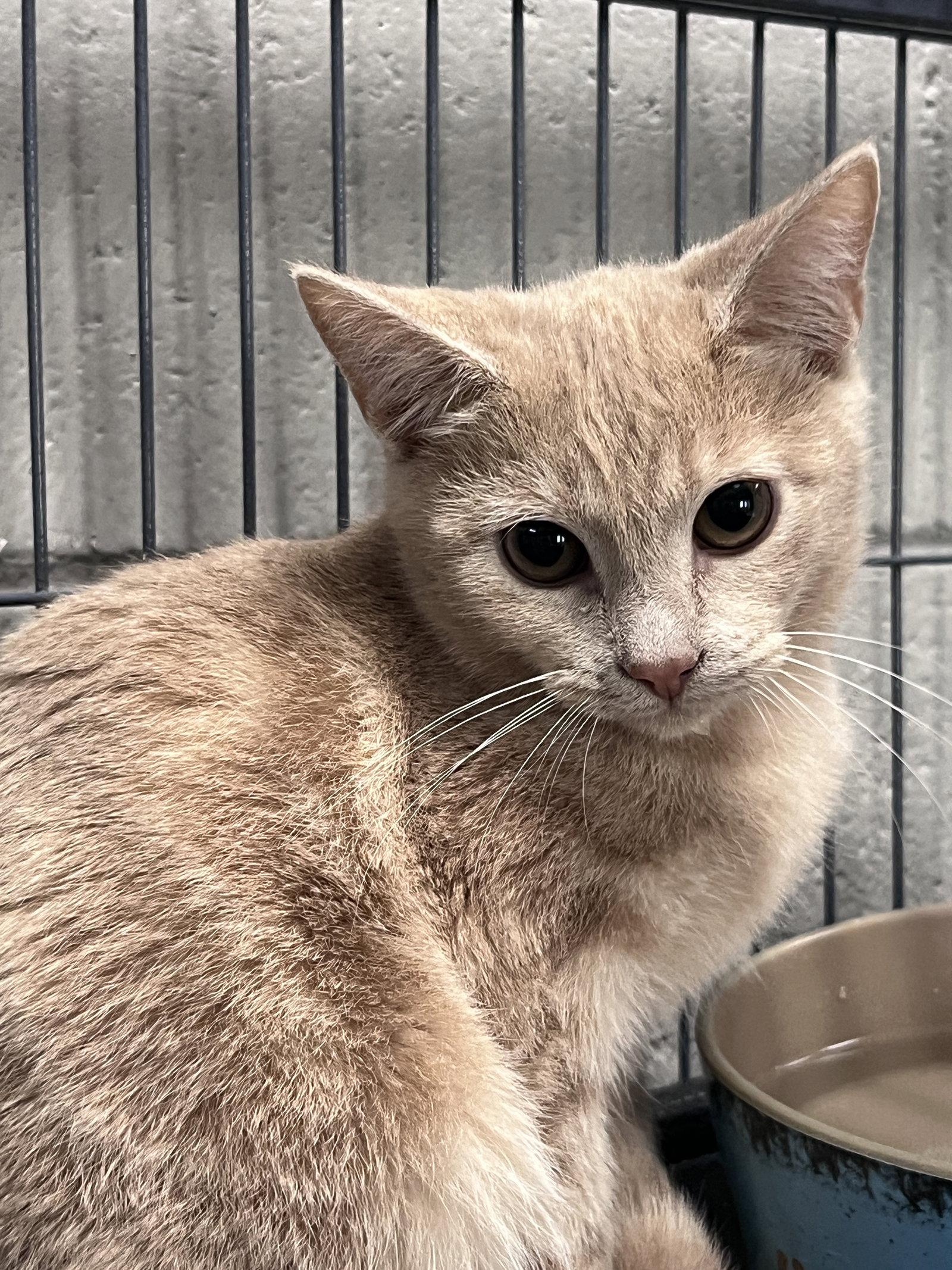 Enlarge Salamone, a Adoptable mixed breed in Carrollton, GA image 2/3
