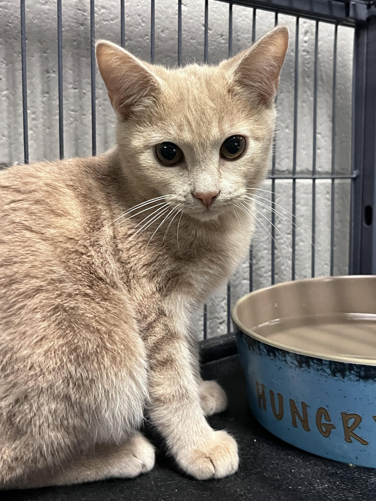 Enlarge Salamone, a Adoptable mixed breed in Carrollton, GA image 3/3