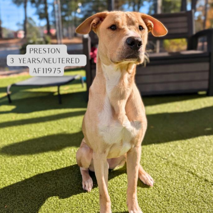 Preston, Adoptable, Adult Male Pit Bull Terrier & Mixed Breed.