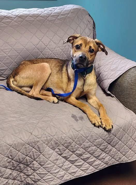 DOUGIE, Adoptable, Young Male Mountain Cur.