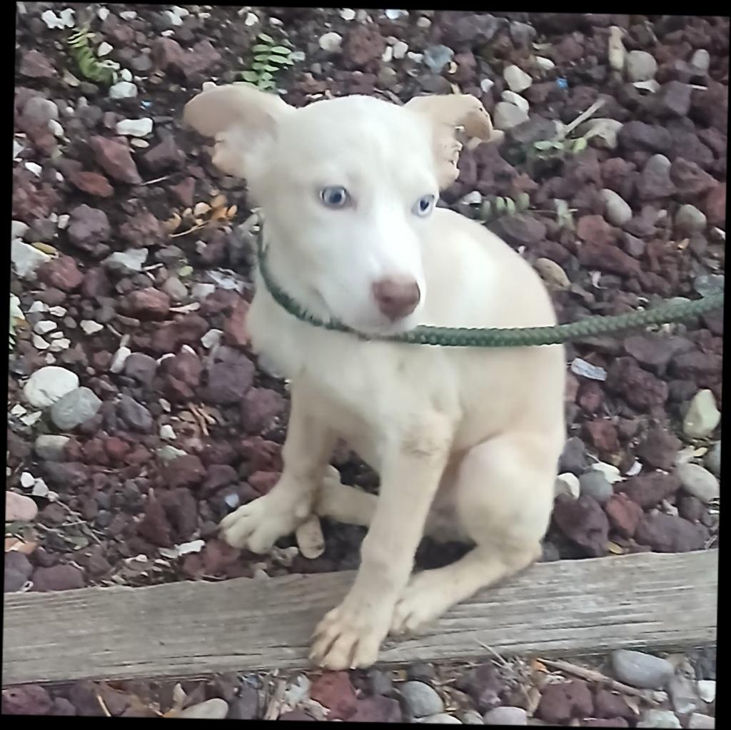 Enlarge Casey, a Adoptable mixed breed in Thompson Falls, MT image 1/1