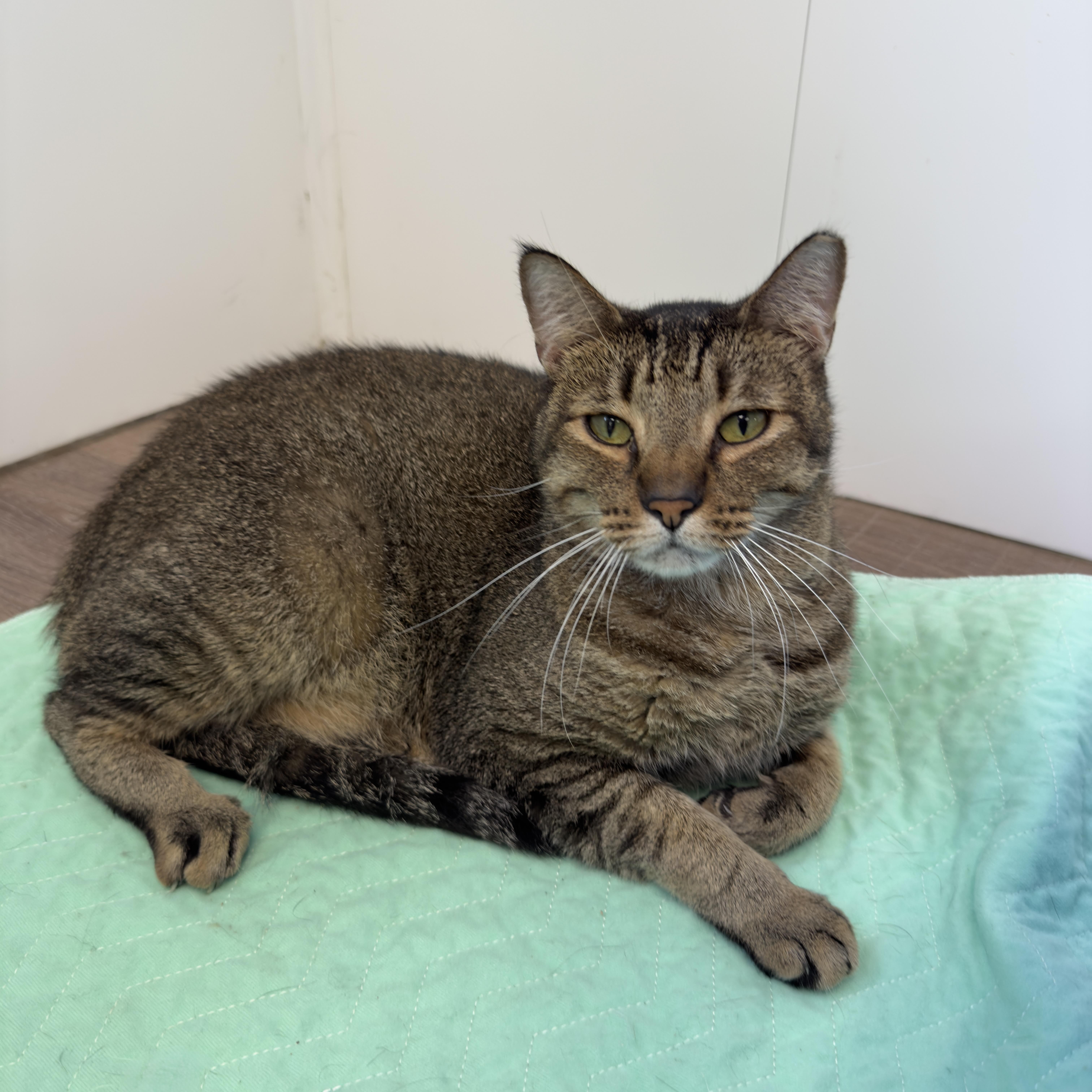 Teddy, Adoptable, Adult Male Tabby.