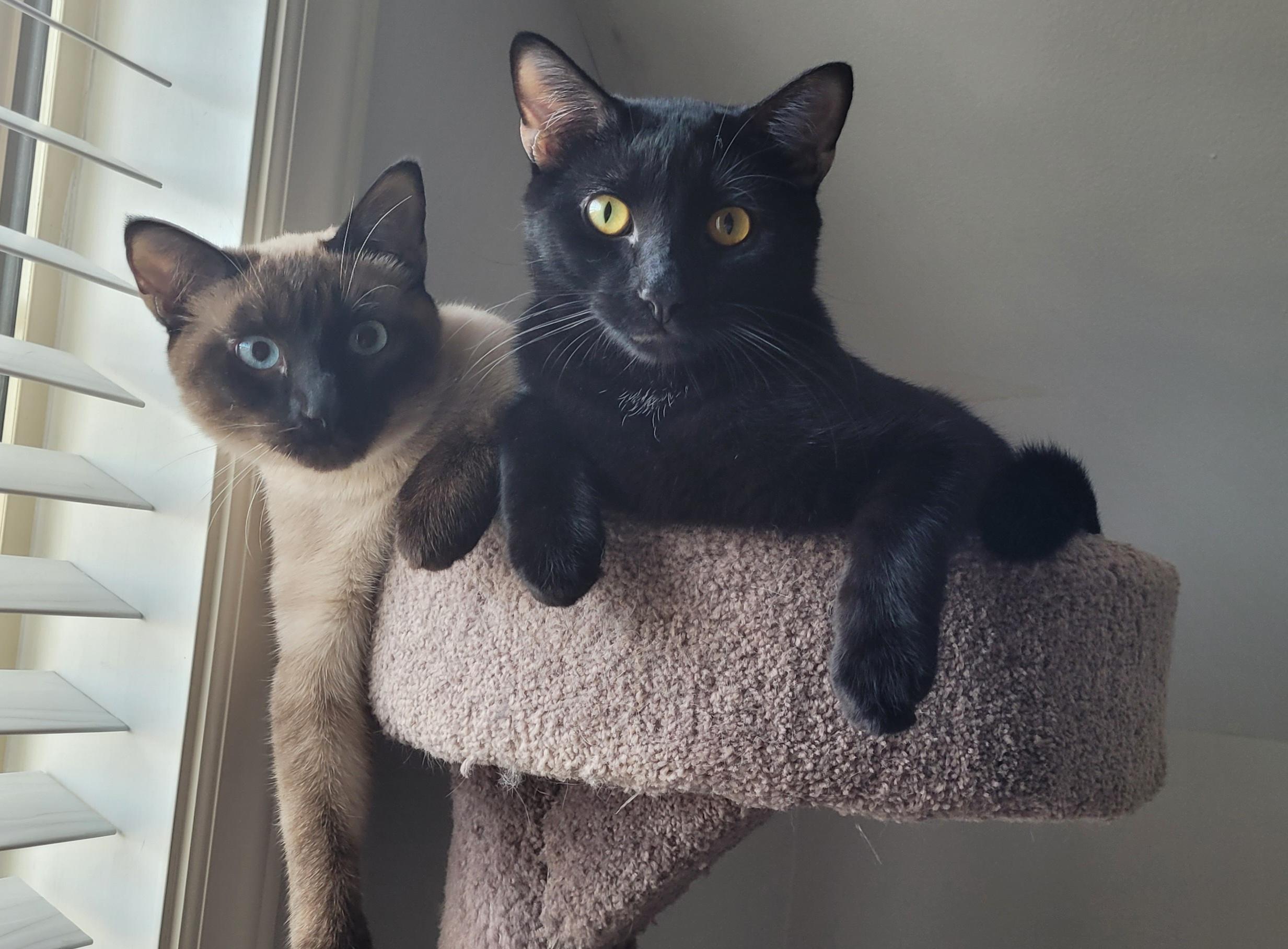 Enlarge Disco & Flame, a ADOPTABLE mixed breed in Murfreesboro, TN image 1/3